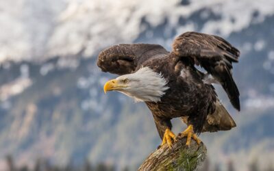 DEMONSTRATE PROPHETIC, PURPOSEFUL AND POWERFUL VISION